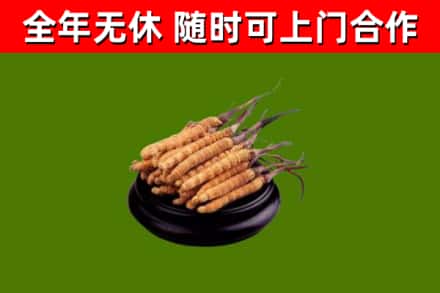 醴陵回收散虫草